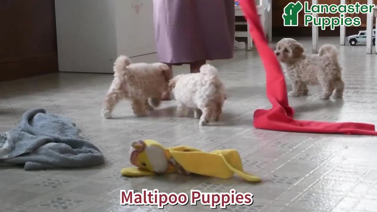 Maltipoo dogs for sale: Lincoln - Video 1