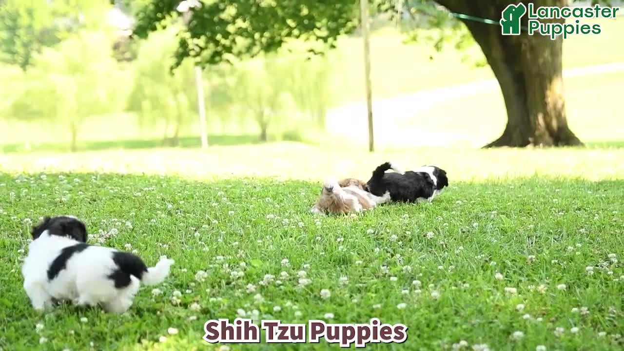 Shih Tzu dogs for sale: Smores - Video 1