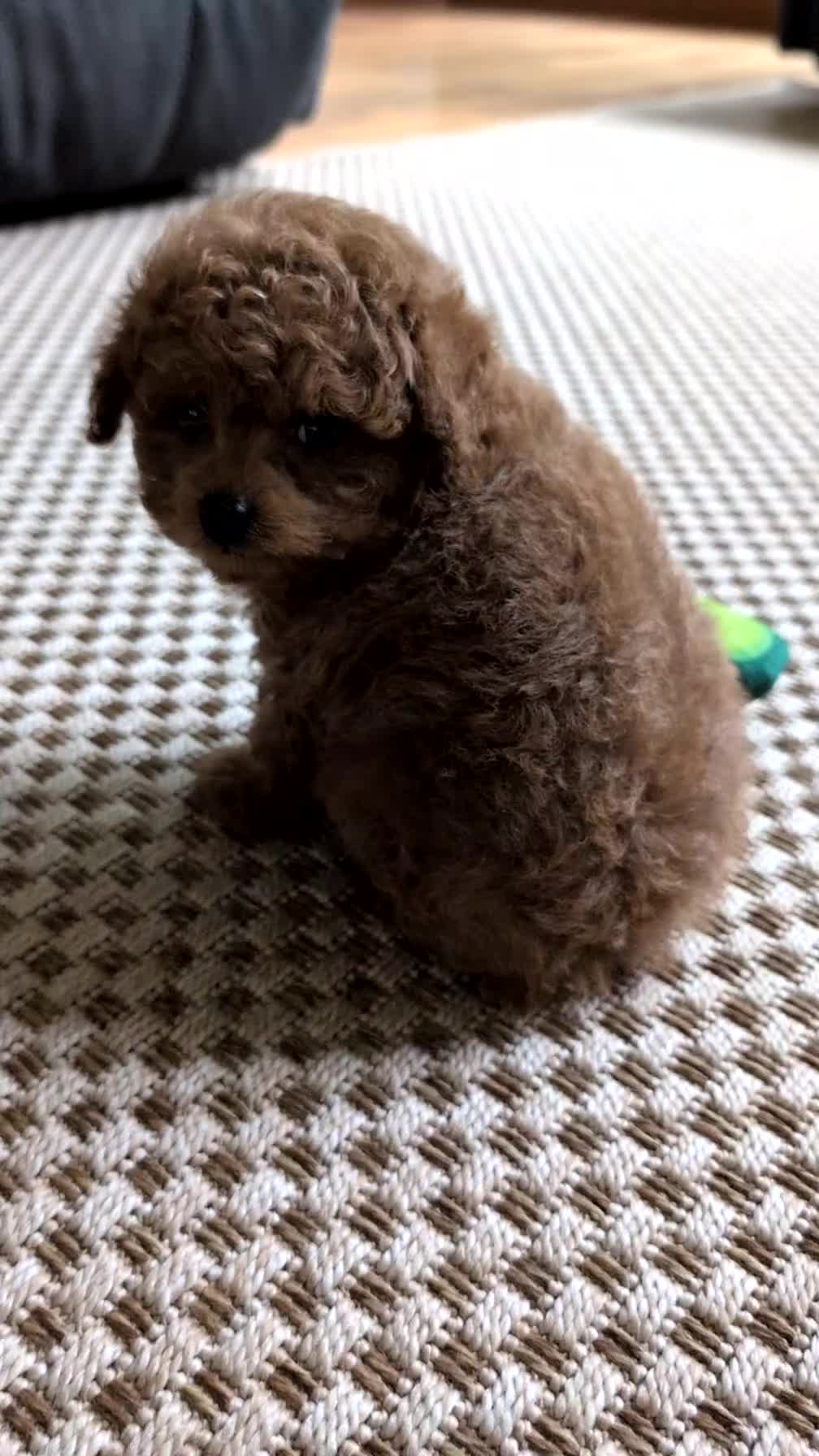 Cavapoo dogs for sale: Echo - Video 1