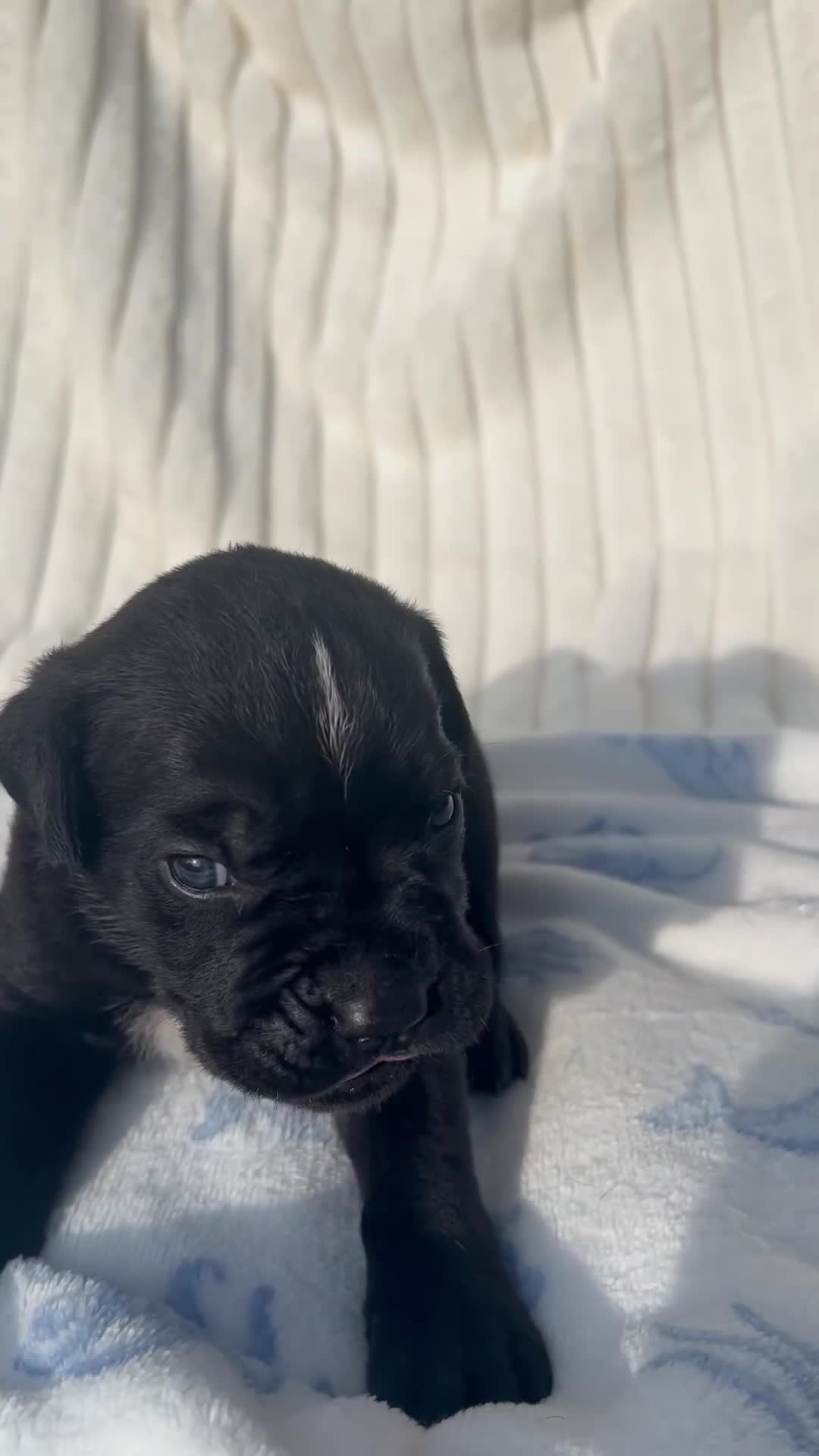 Cane Corso dogs for sale: Arthur (bolt) - Video 1
