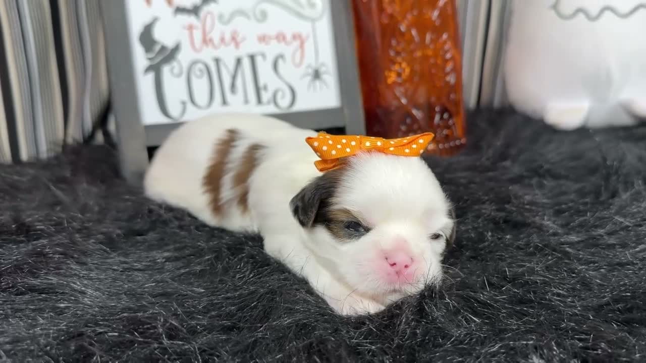 Shih Tzu dogs for sale: Shih Tzu 5 - Video 1
