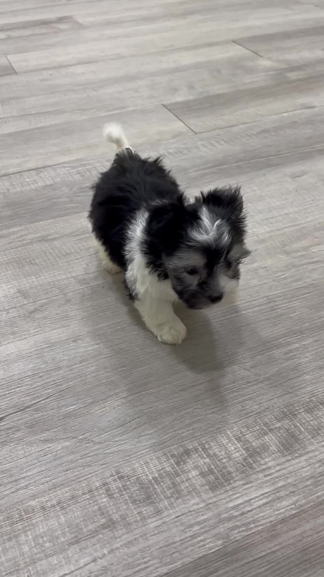 Havanese dogs for sale: Hugo - Video 1