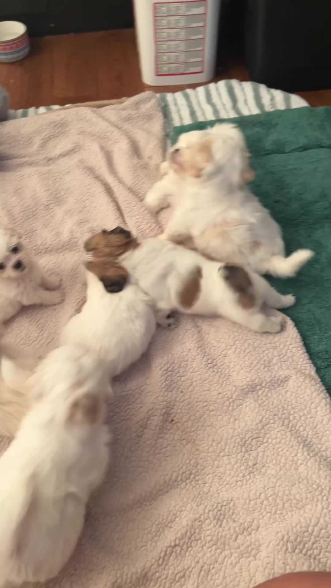 Lhasa Apso dogs for sale: Lhasa Apso Puppy 2 - Video 1