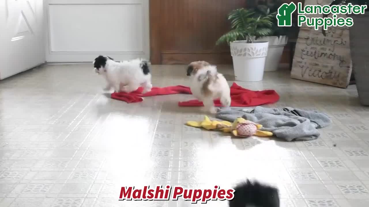 Malshi dogs for sale: Holly - Video 1