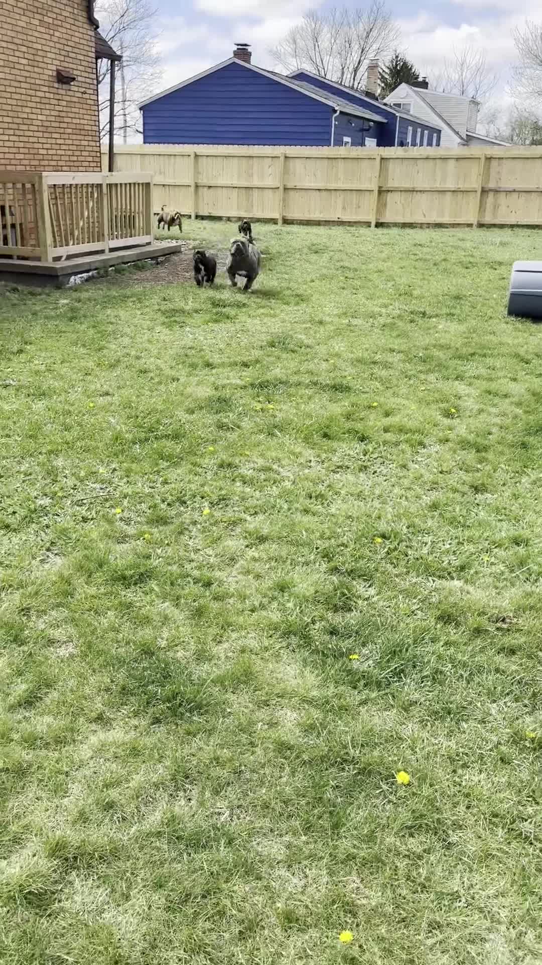 American Bully dogs for sale: American Bully Puppy 1 - Video 1