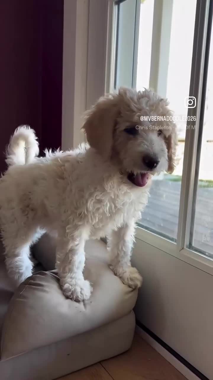 Bernedoodle dogs for sale: SASHA - Video 1