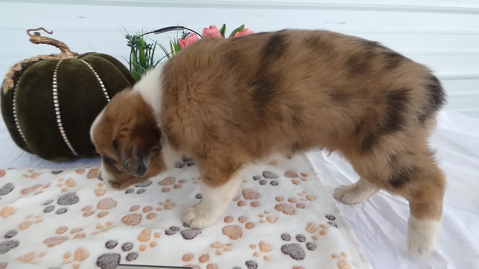 Mixed Breed dogs for sale: Mixed Breed 3 Reese - Video 1
