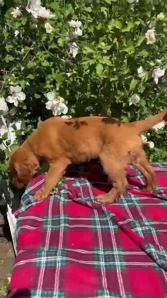 Mixed Breed dogs for sale: Mia - Irish Goldendoodle  - Video 2