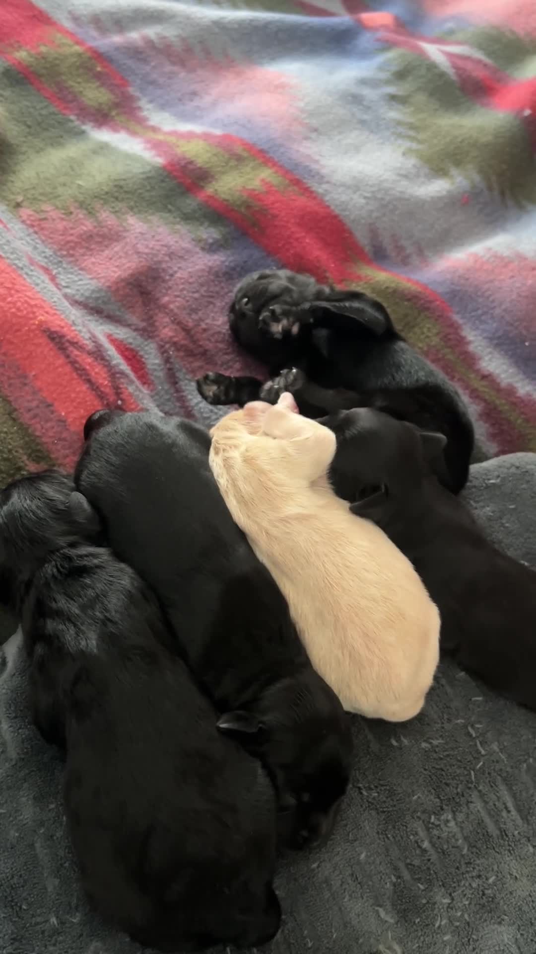 Goldendoodle dogs for sale: Tito - Green Bow Boy - Video 2
