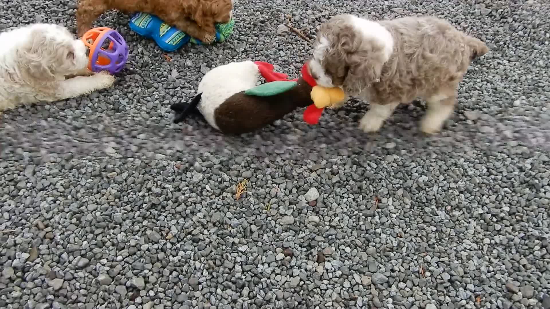 Cockapoo dogs for sale: Royal - Video 2