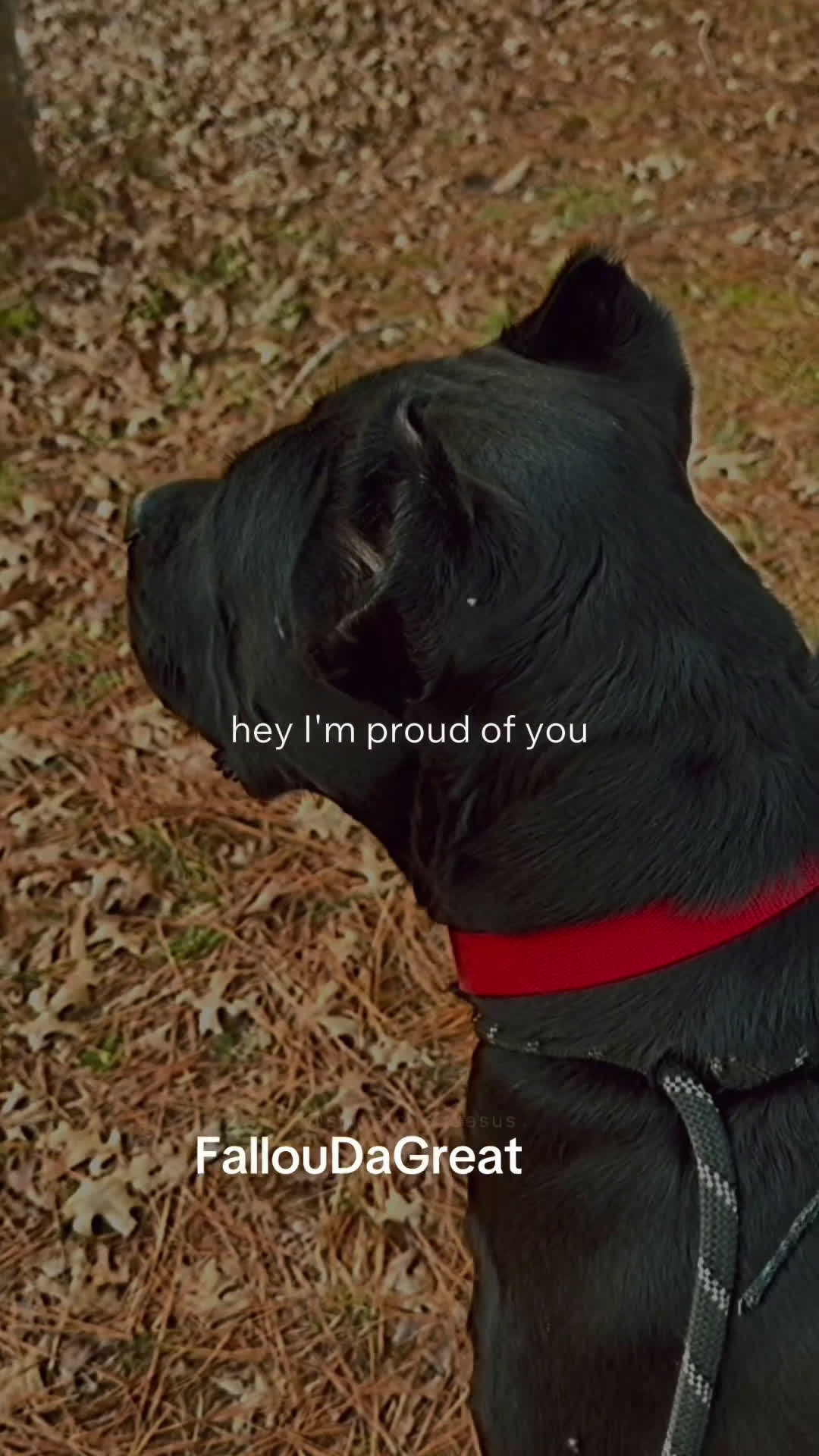 Cane Corso dogs for sale: Cane Corso Puppy 4 - Video 2