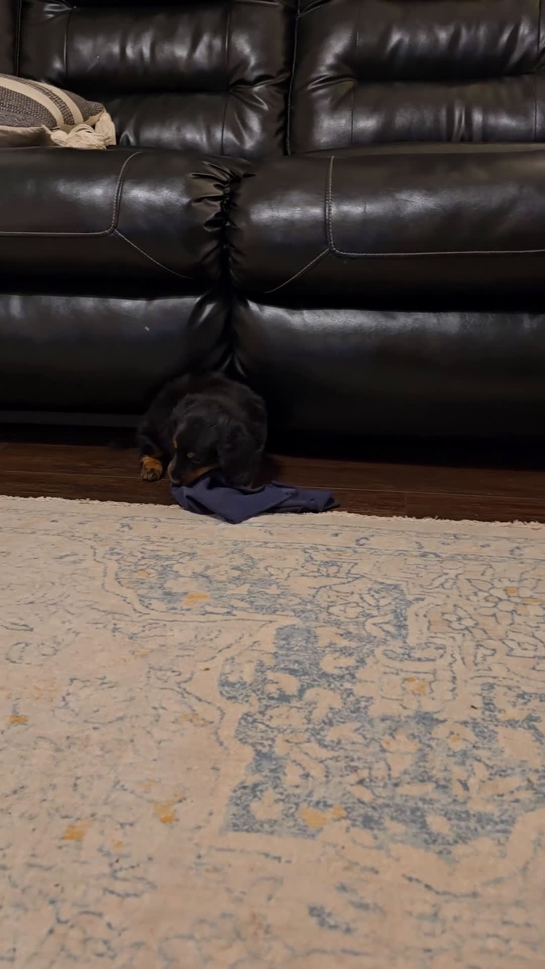 Miniature Dachshund dogs for sale: Theo  - Video 1