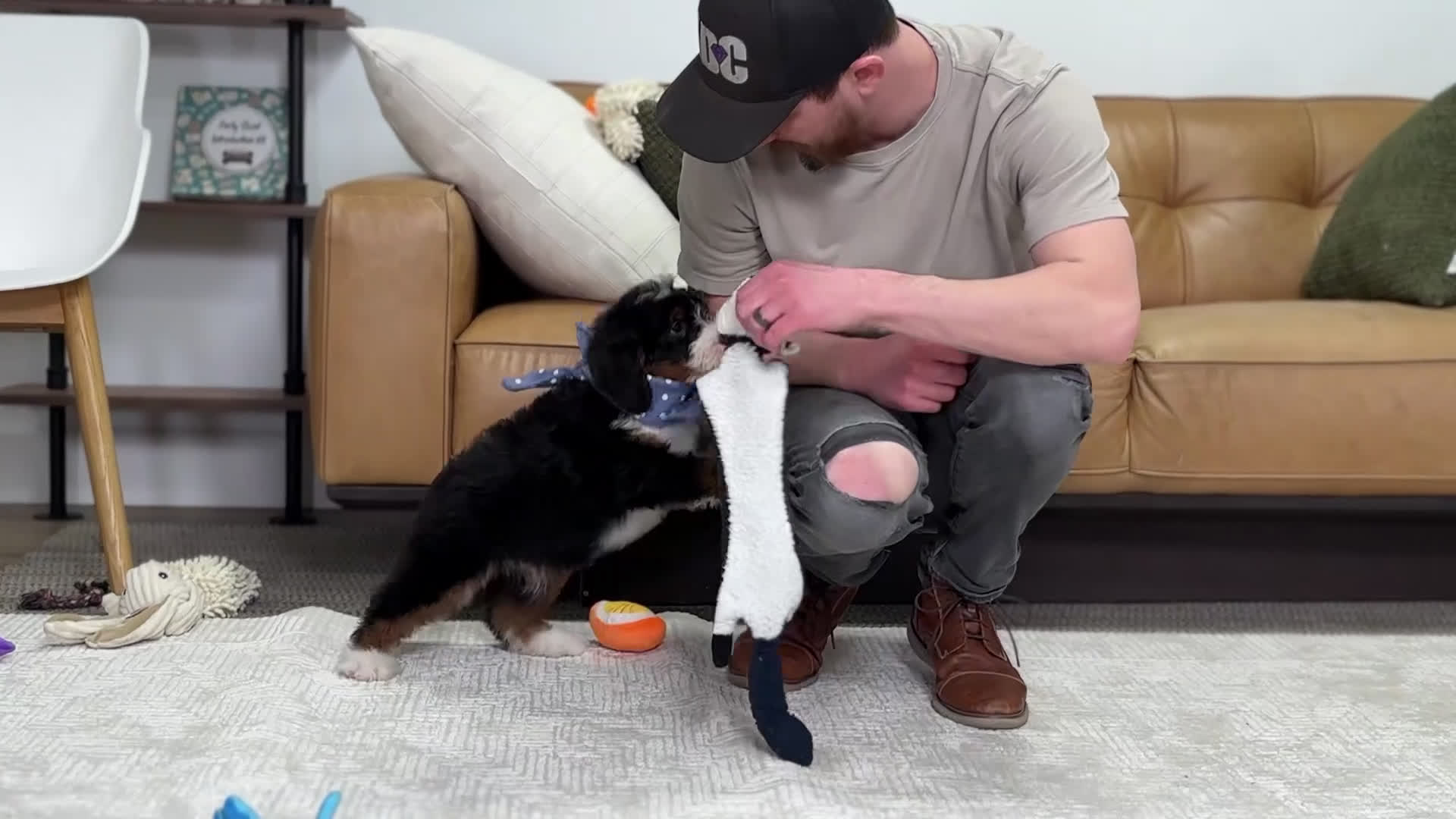 Mini Bernedoodle dogs for sale: Sammy - Video 1