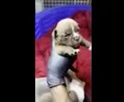 American Bully dogs for sale: Chocolate coloring Boy - Video 1