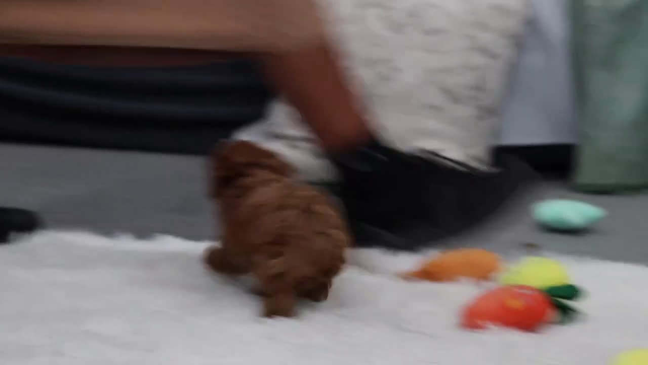 Cavapoo dogs for sale: Archie - Video 1