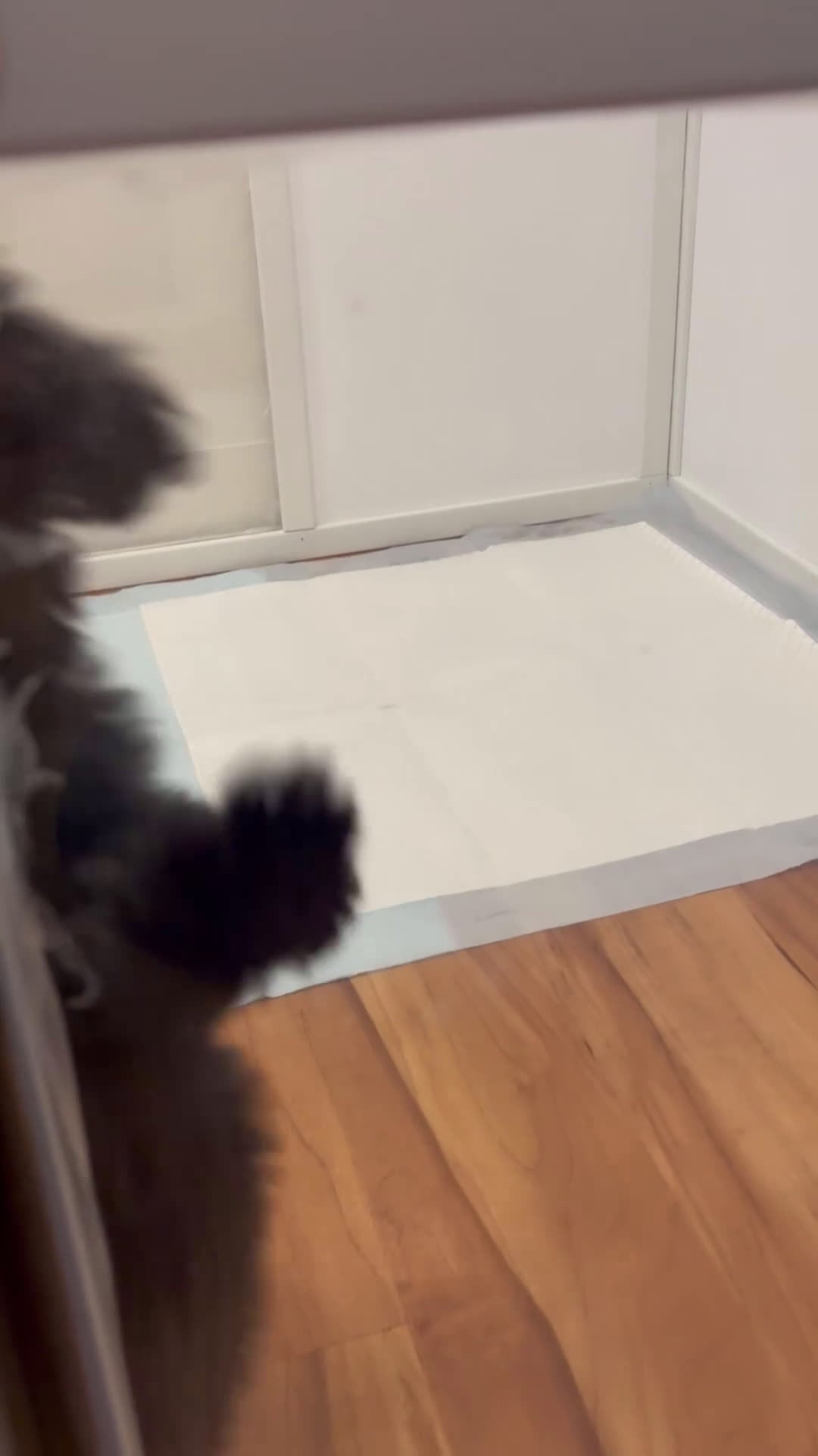 Mini Goldendoodle dogs for sale: Mini Goldendoodle ‘Trix’ - Video 2