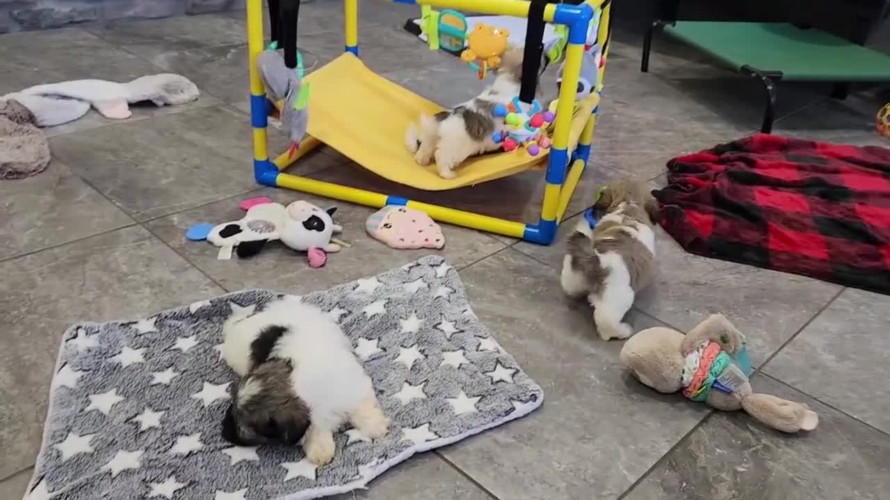 Havanese dogs for sale: EDISON - Video 2