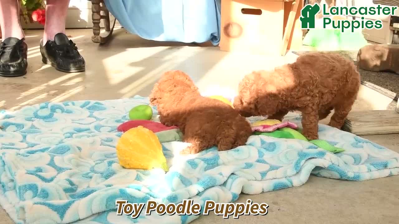 Toy Poodle dogs for sale: Denny - Video 1