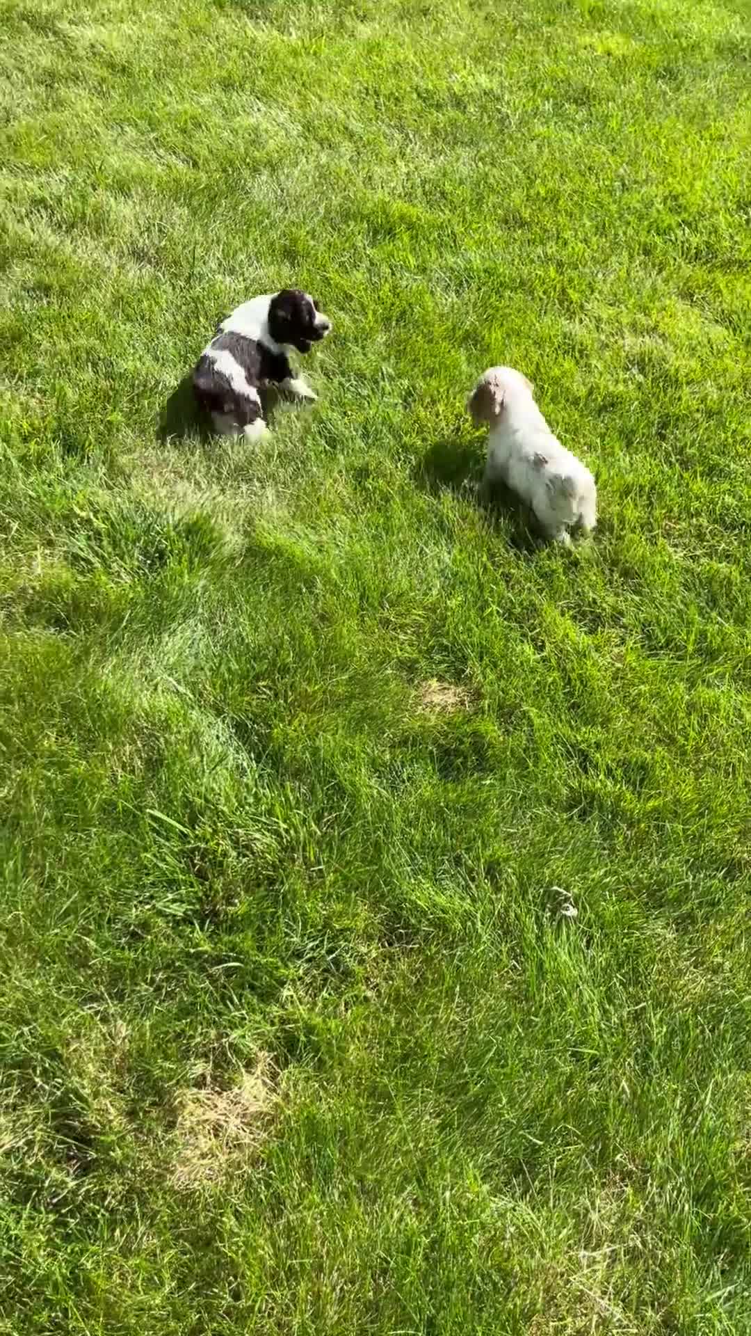 Cocker Spaniel dogs for sale: Riley - Video 2