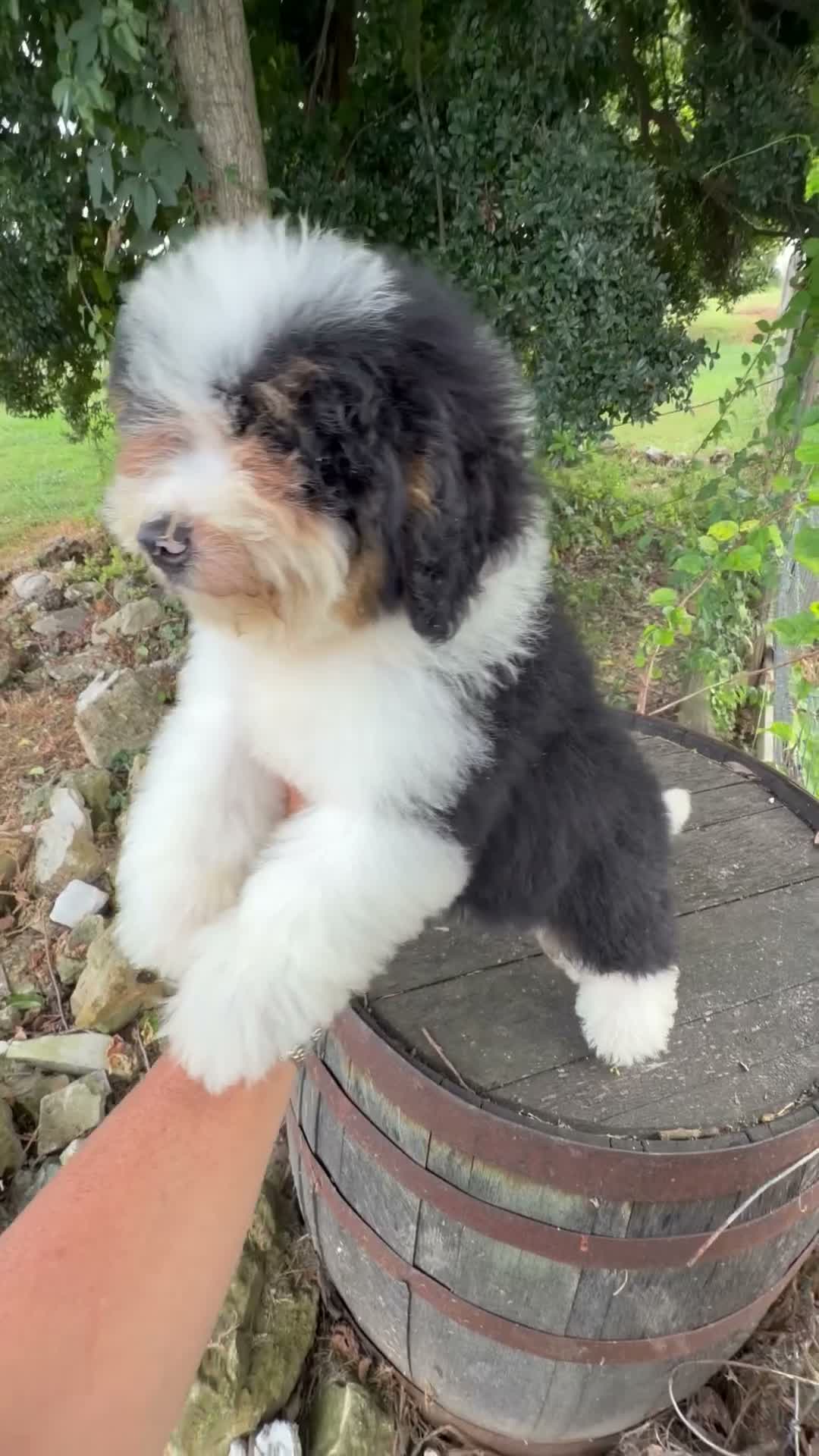 Mini Bernedoodle dogs for sale: Reese-Mini Bernedoodle female tri color  - Video 3