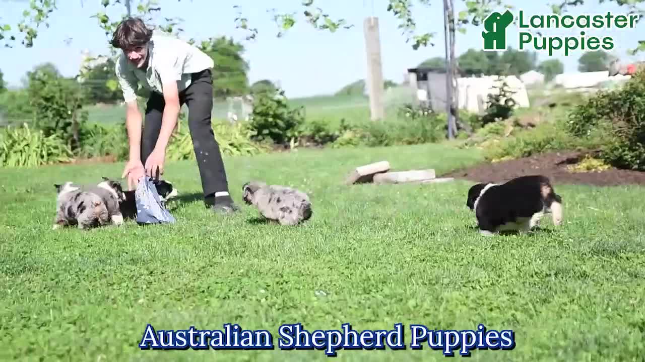Miniature Australian Shepherd dogs for sale: Lily - Video 1