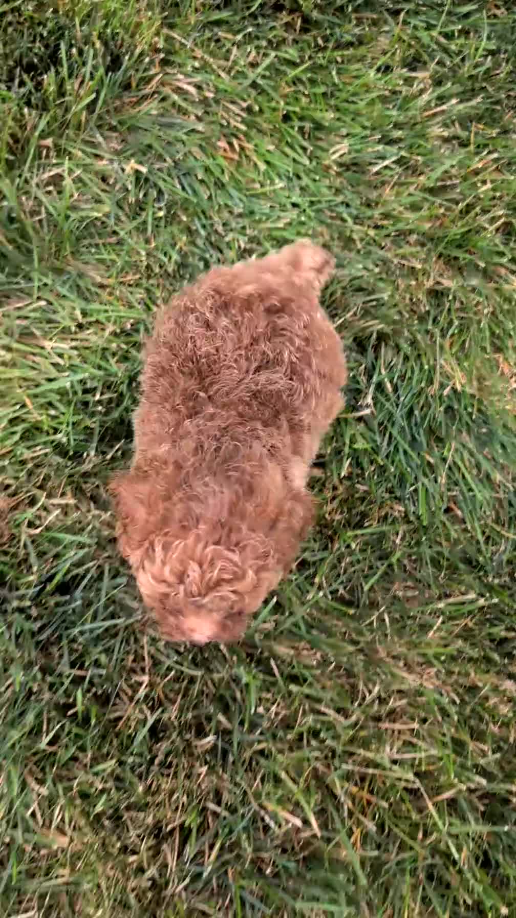 Toy Poodle dogs for sale: Luna - Video 1
