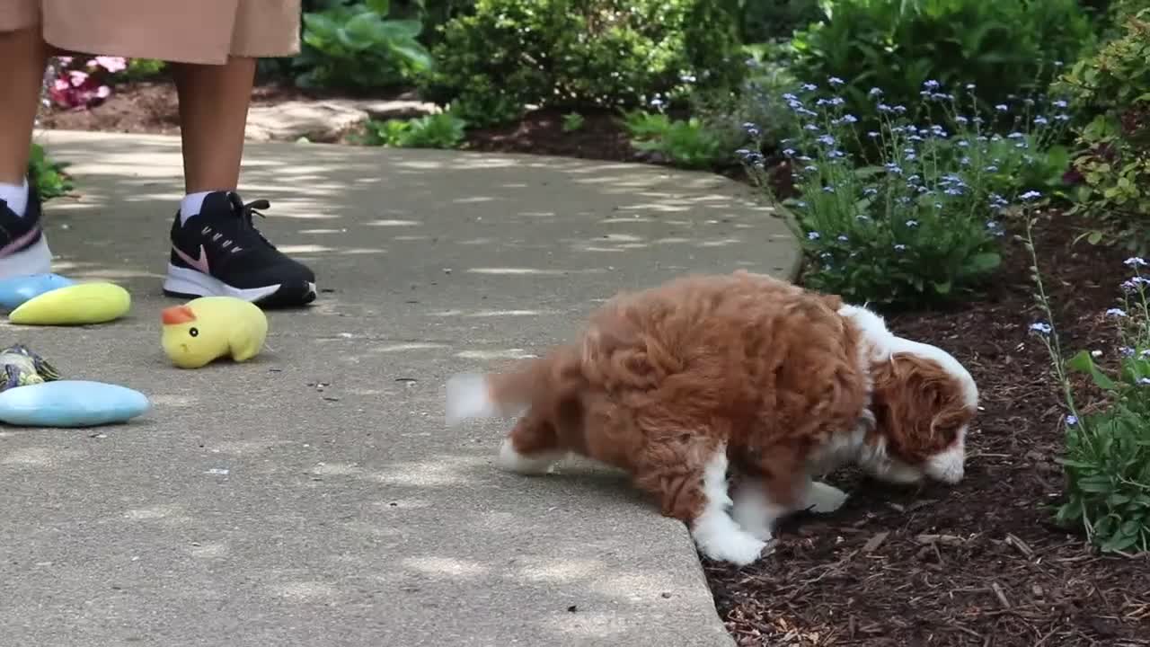 Cavapoo dogs for sale: Oscar - Video 1