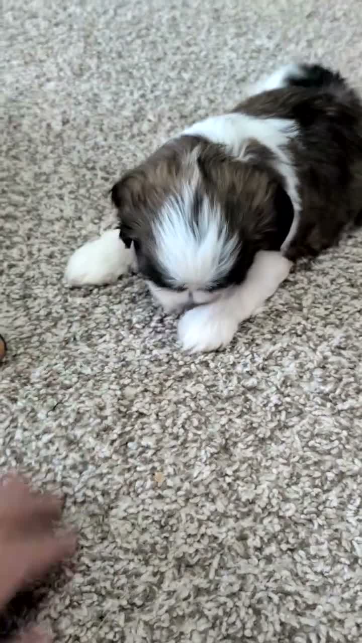 Shih Tzu dogs for sale: Kylo - Video 1