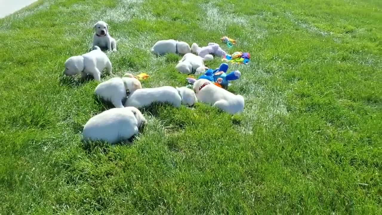 Labrador Retriever dogs for sale: Evie Labrador Retriever 6 - Video 1