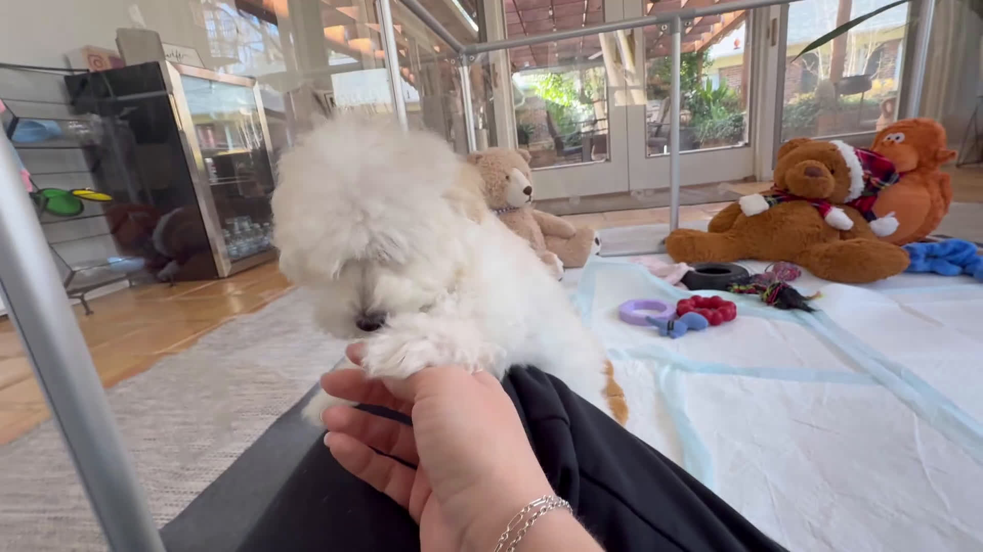 Maltipoo dogs for sale: Kurt - Video 1