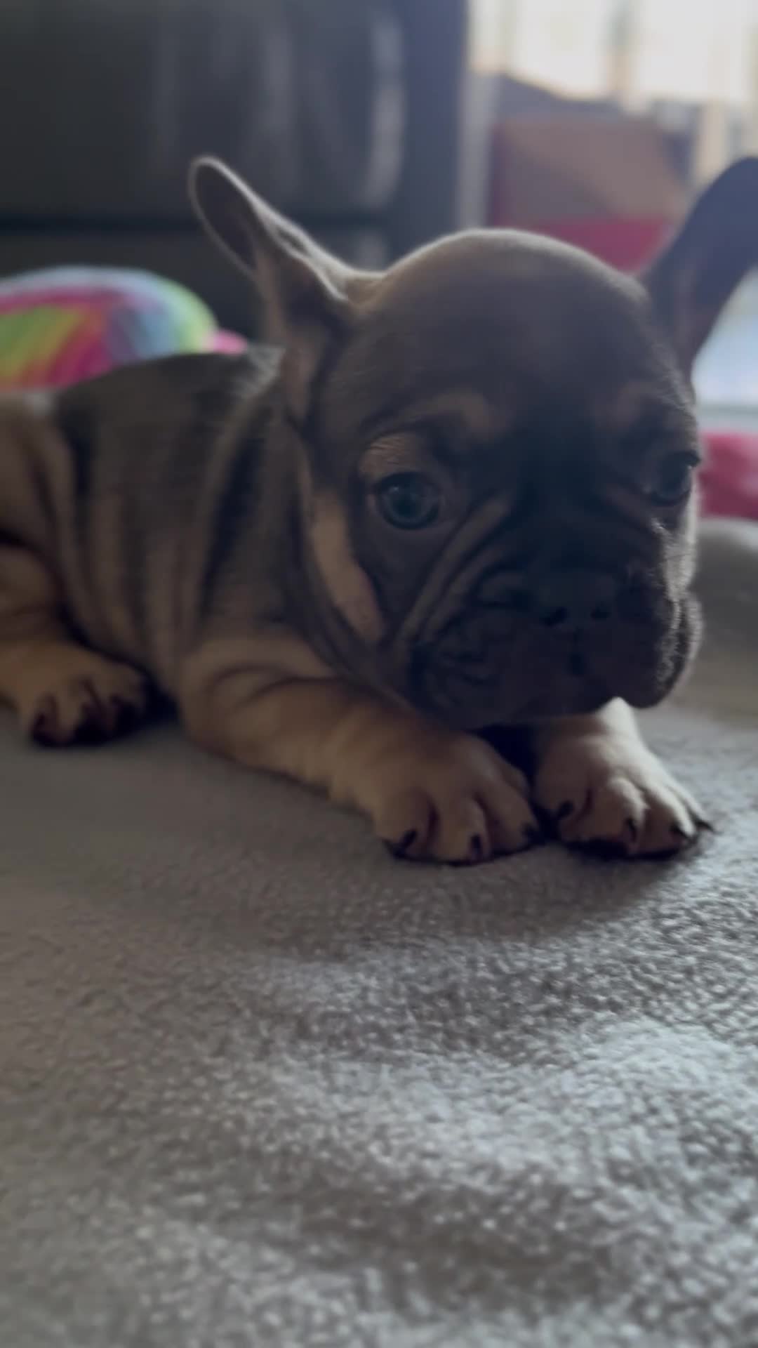 French Bulldog dogs for sale: Patek  - Video 1