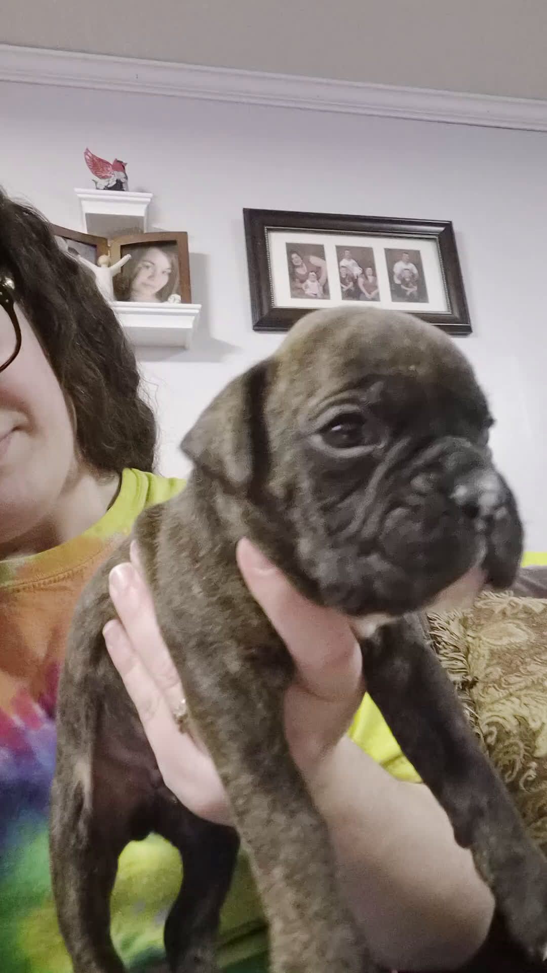 Boxer dogs for sale: Blue - Video 2