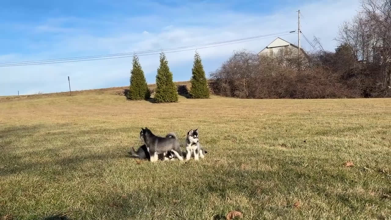 Pomsky dogs for sale: Elle - Video 1