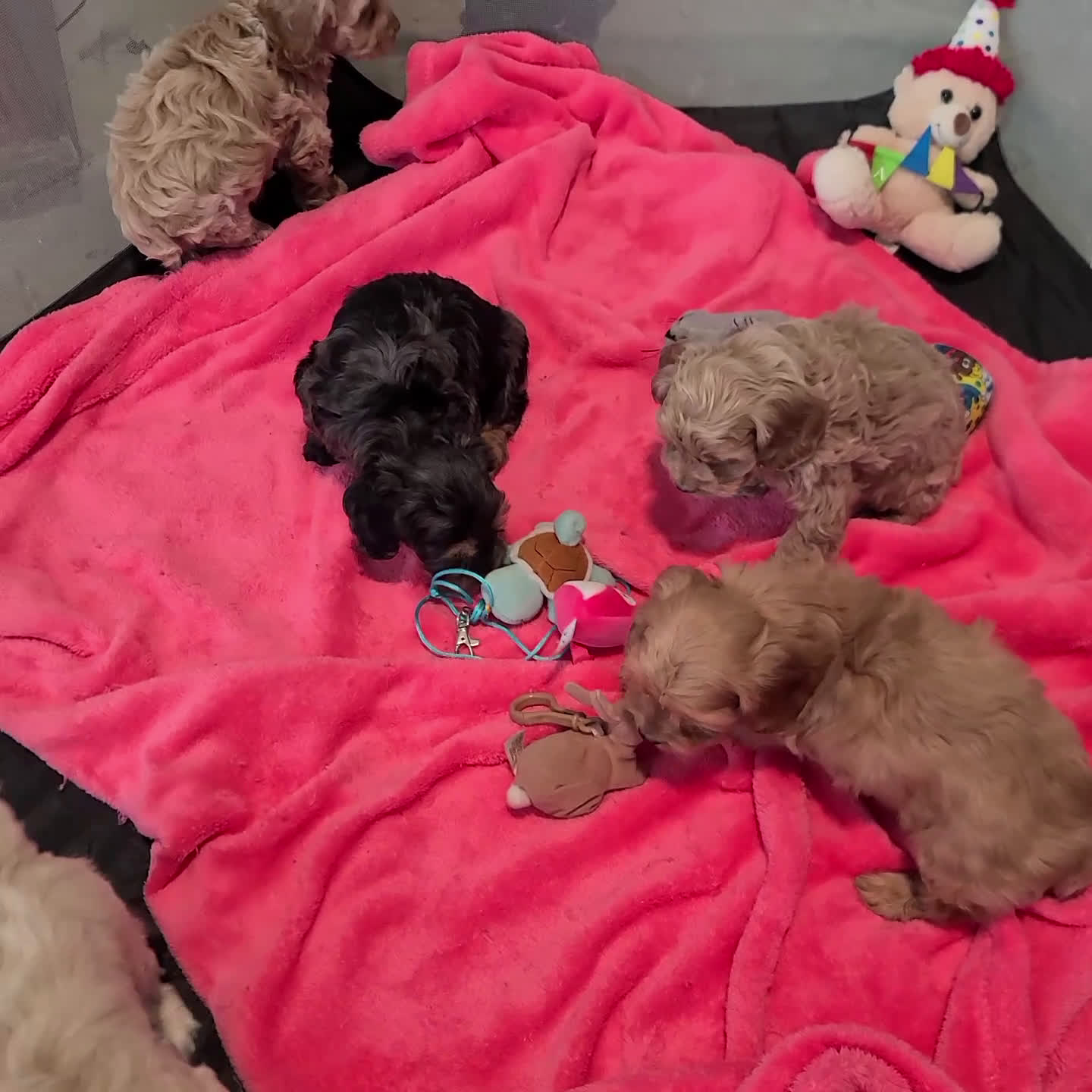 Cockapoo dogs for sale: Preston - Video 1