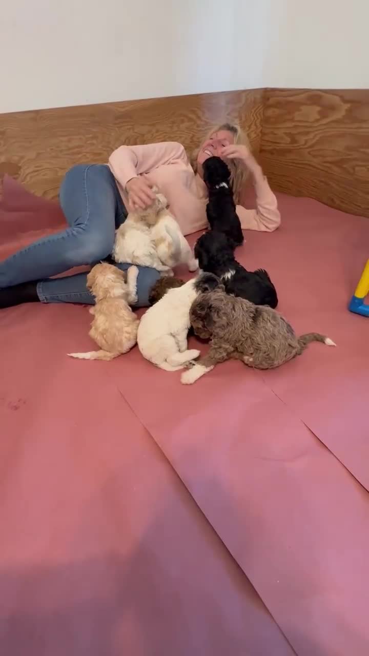 Bernedoodle dogs for sale: Darla - Video 1