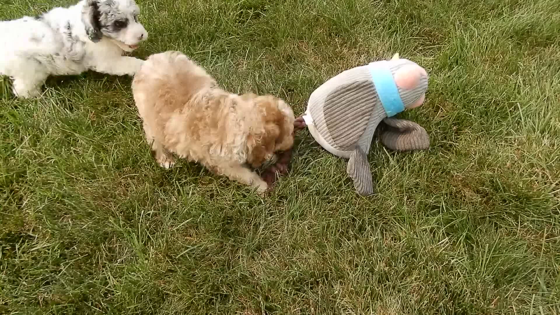 Cockapoo dogs for sale: Penny - Video 1