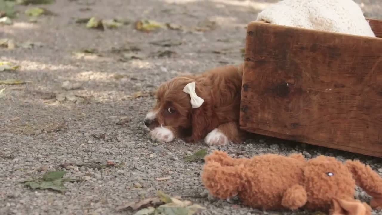 Cavapoo dogs for sale: Bella Cavapoo  - Video 1