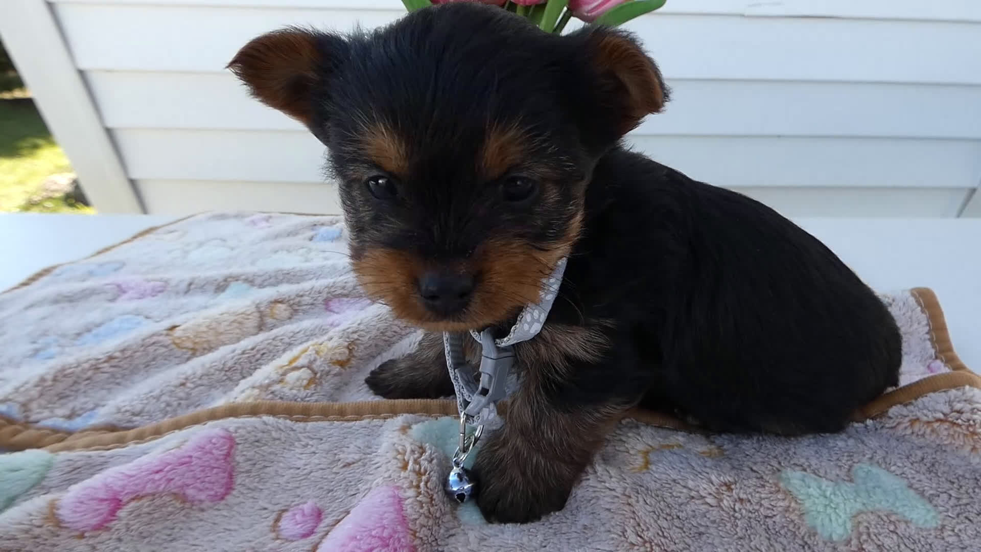 Yorkshire Terrier dogs for sale: Yorkshire Terrier Puppy 4 Dottie - Video 1