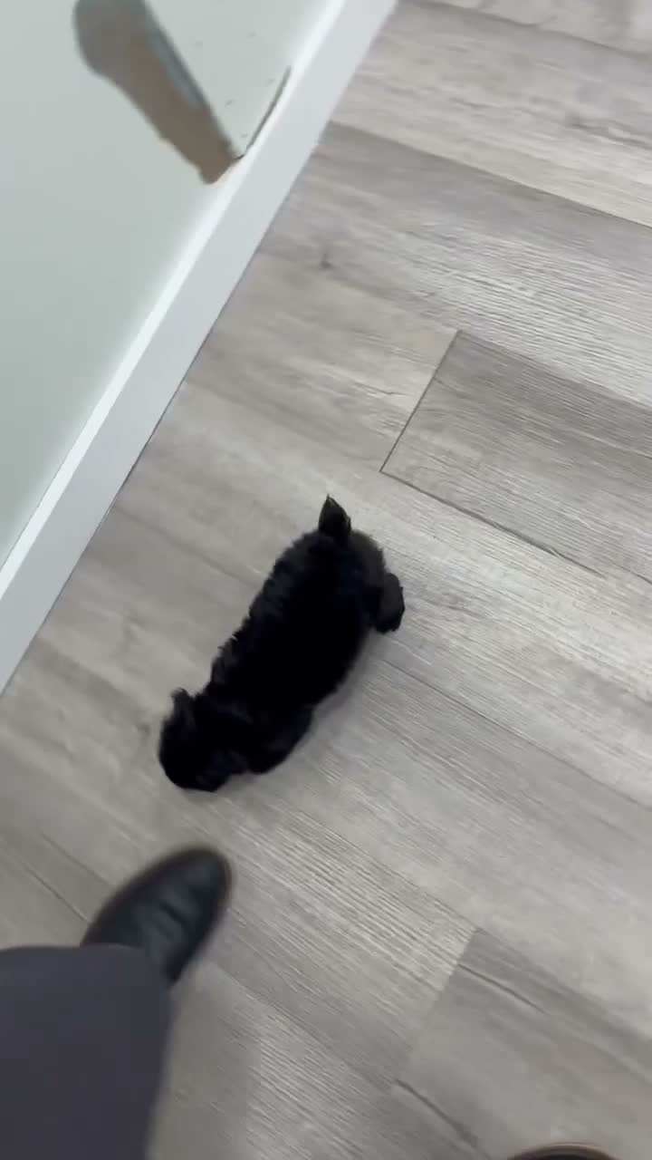 Yorkiepoo dogs for sale: Blacky - Video 1