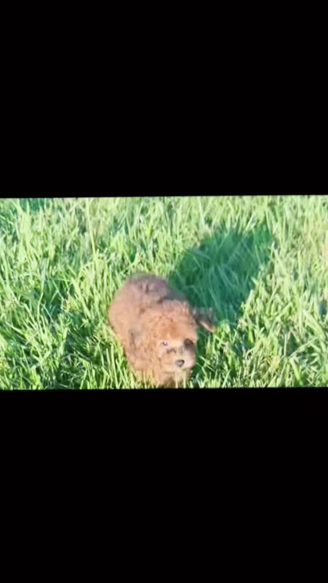 Toy Poodle dogs for sale: Burley AKC - Video 1