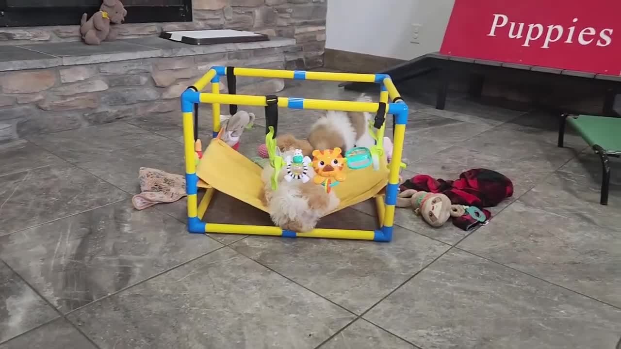 Havanese dogs for sale: DRAKE - Video 4