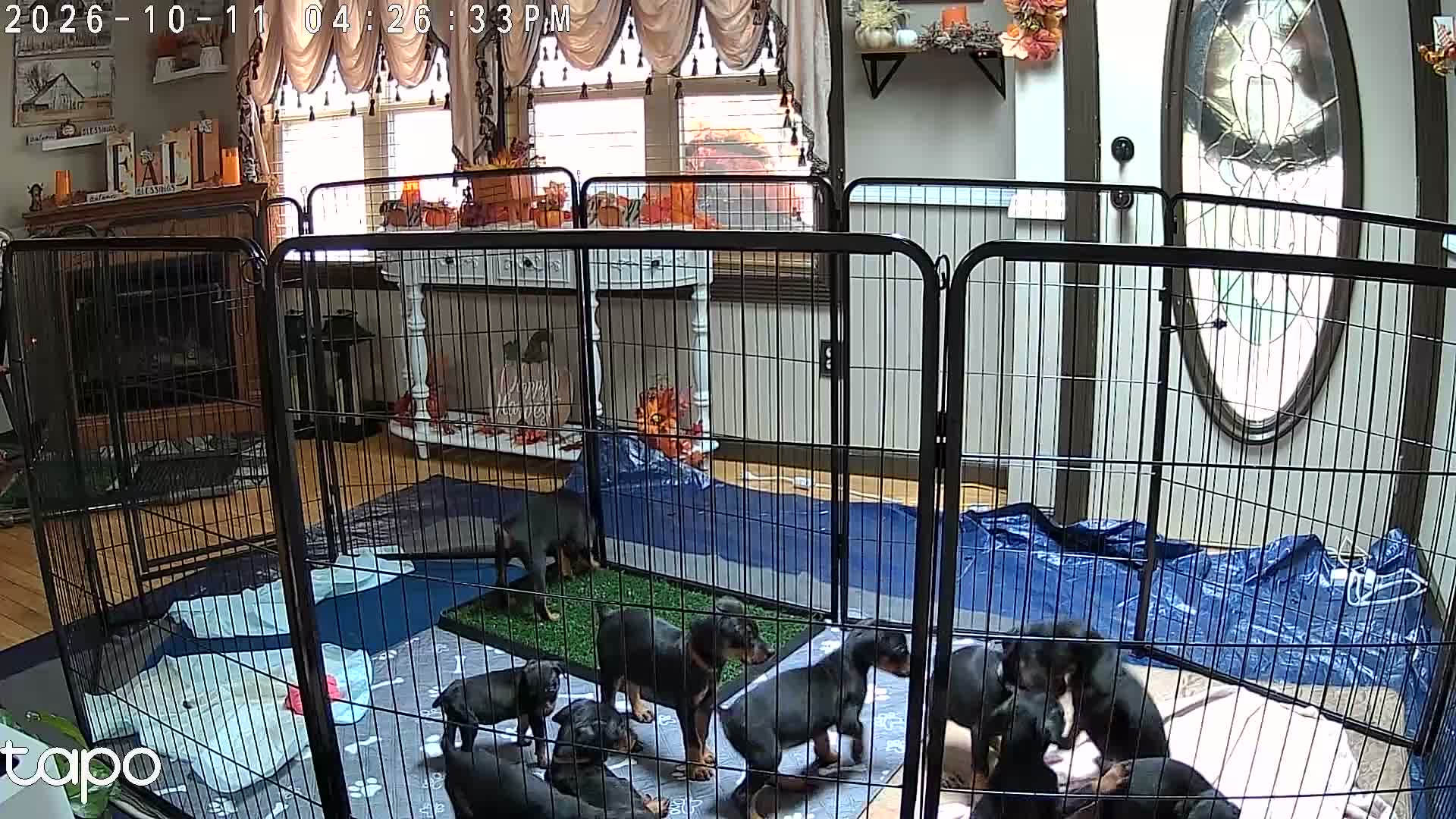 Doberman Pinscher dogs for sale: Doberman Pinscher 2 - Video 1