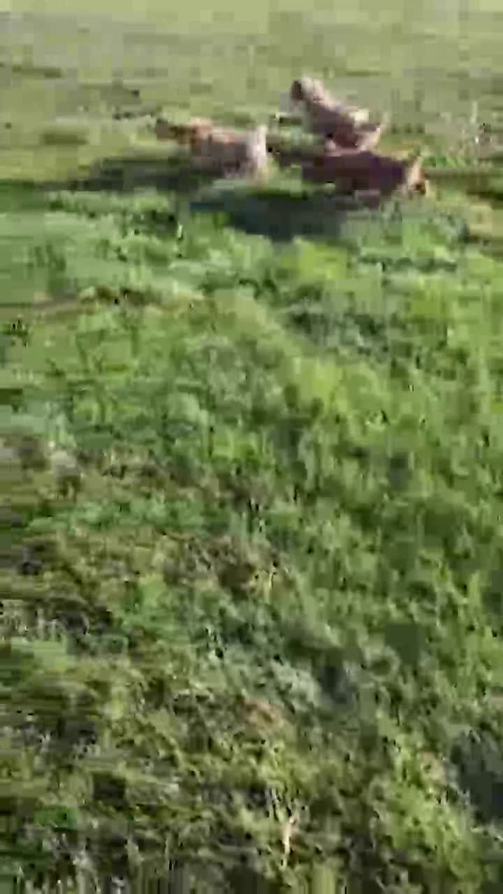 Mini Goldendoodle dogs for sale: Rita - Video 1