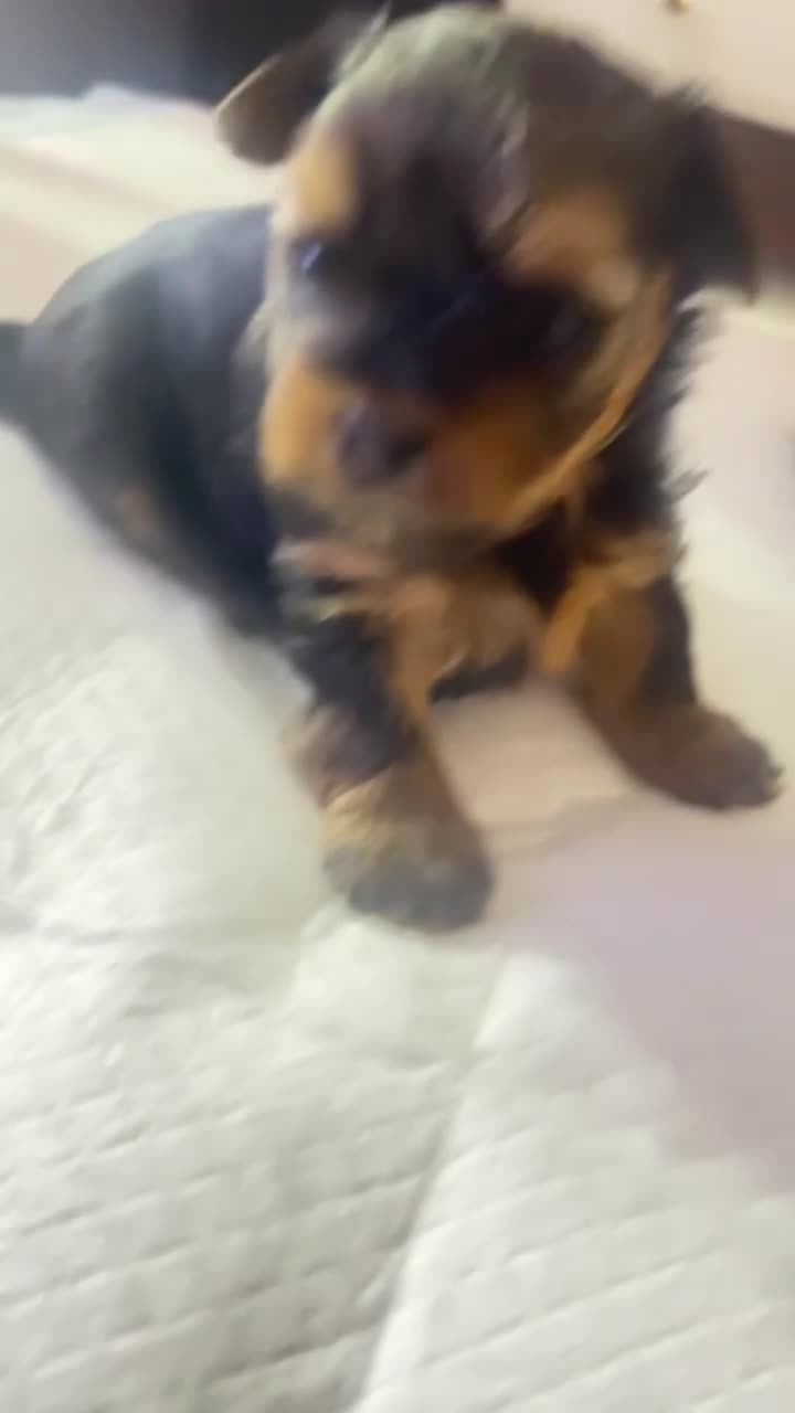 Yorkshire Terrier dogs for sale: Yorkshire Terrier Puppy 2 - Video 1