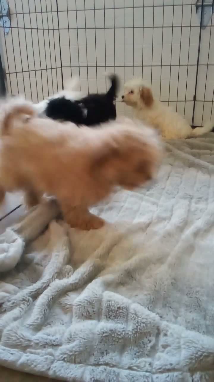 Havapoo dogs for sale: Polly - Video 1