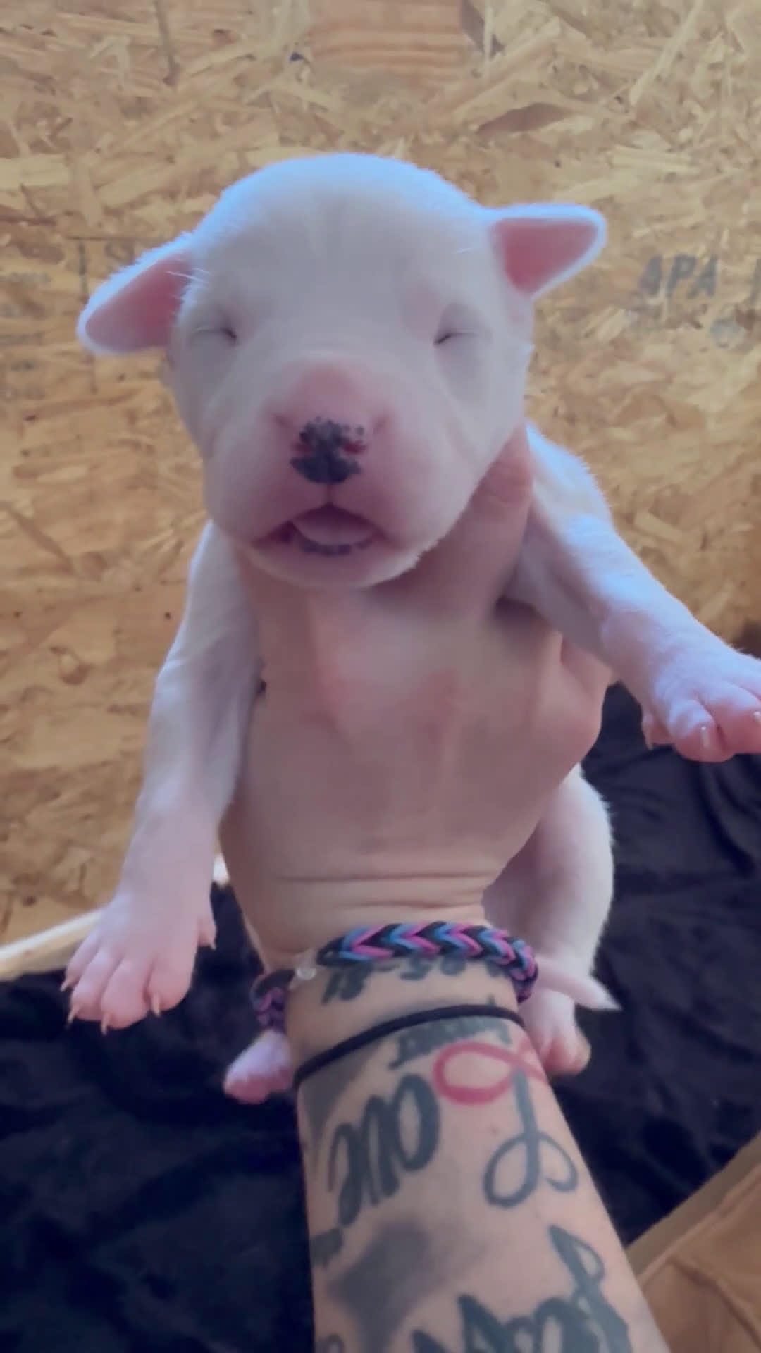 Dogo Argentino dogs for sale: Female with black spot  - Video 1