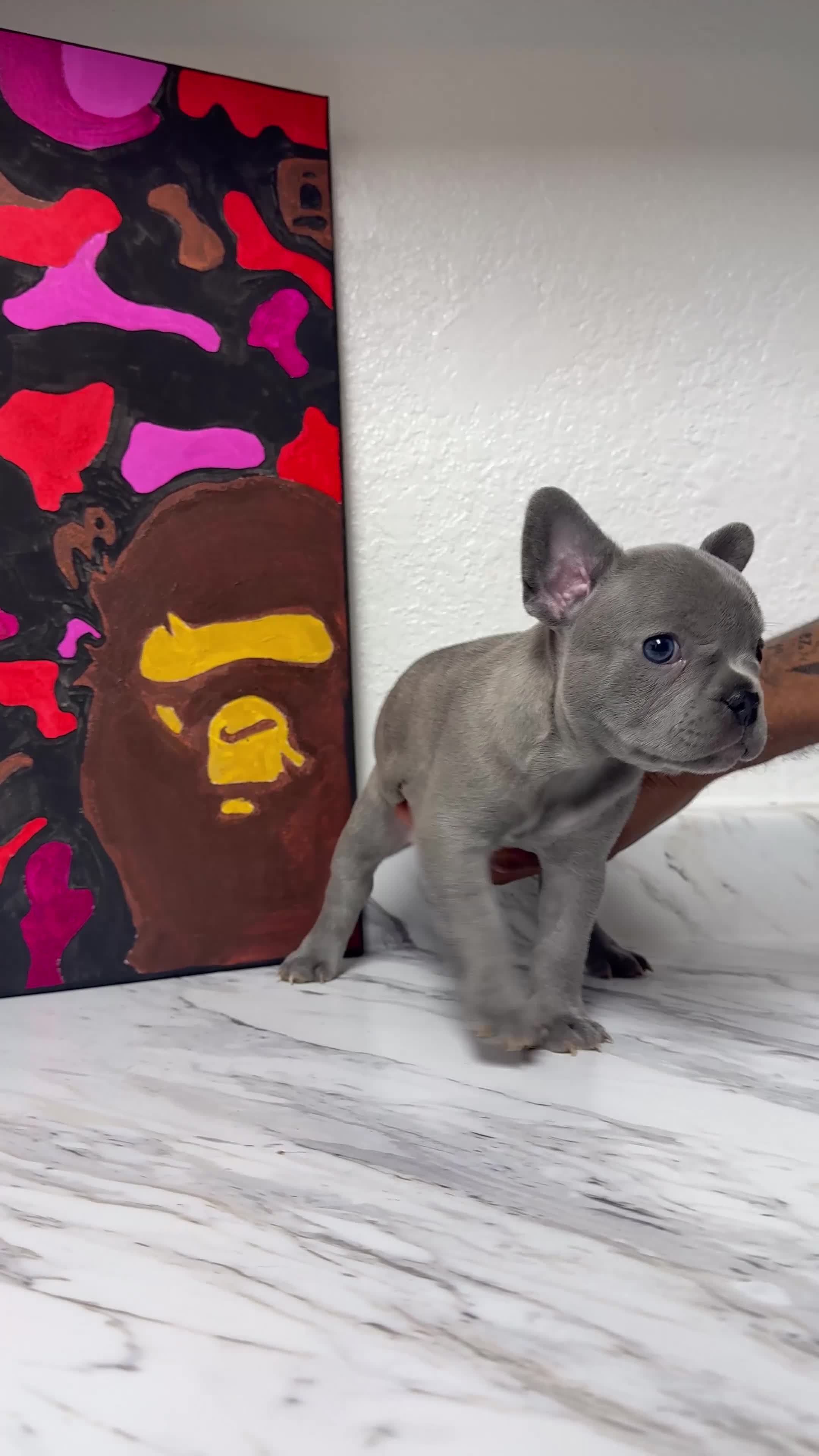 French Bulldog dogs for sale: French Bulldog 2 - Video 1