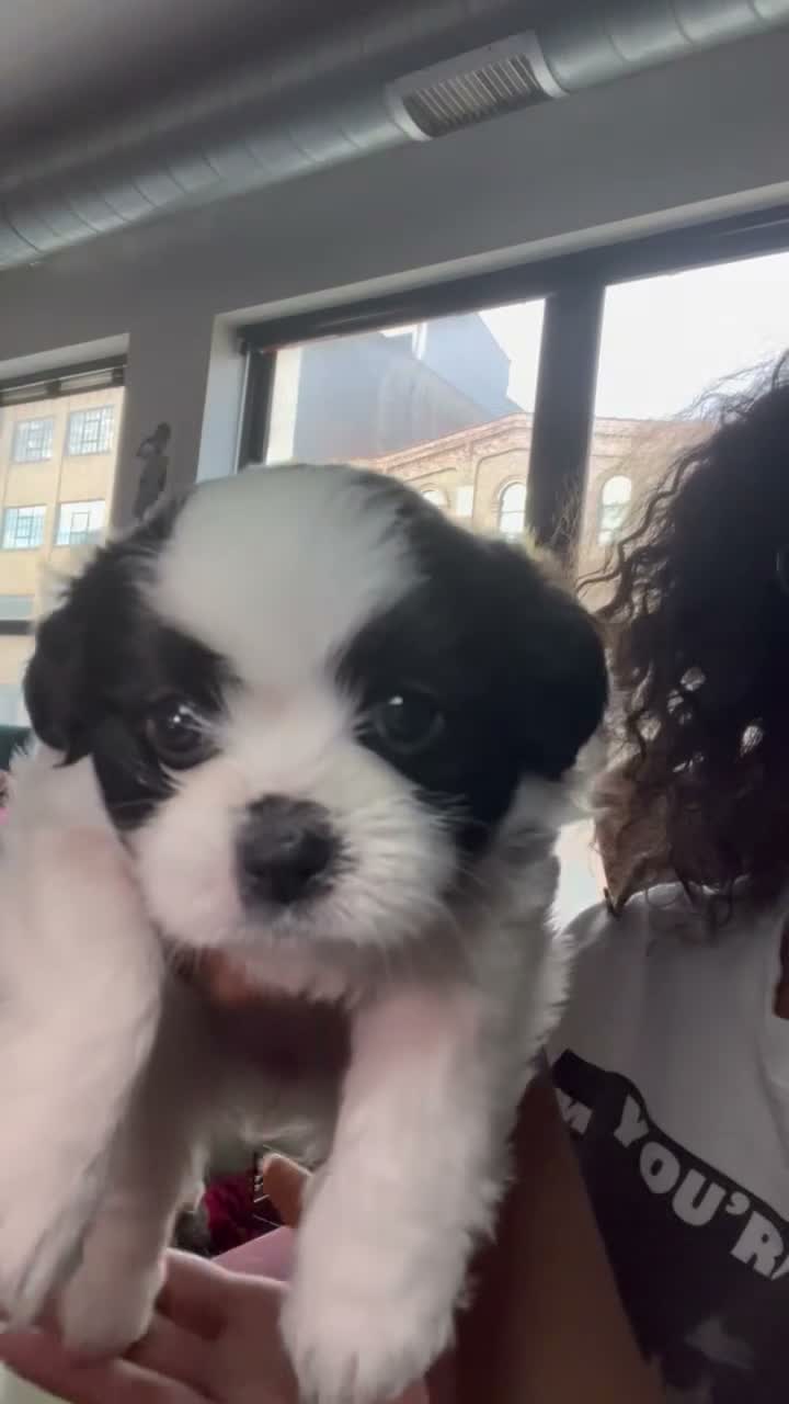 Mixed Breed dogs for sale: Manchester- Shih Pom - Video 1