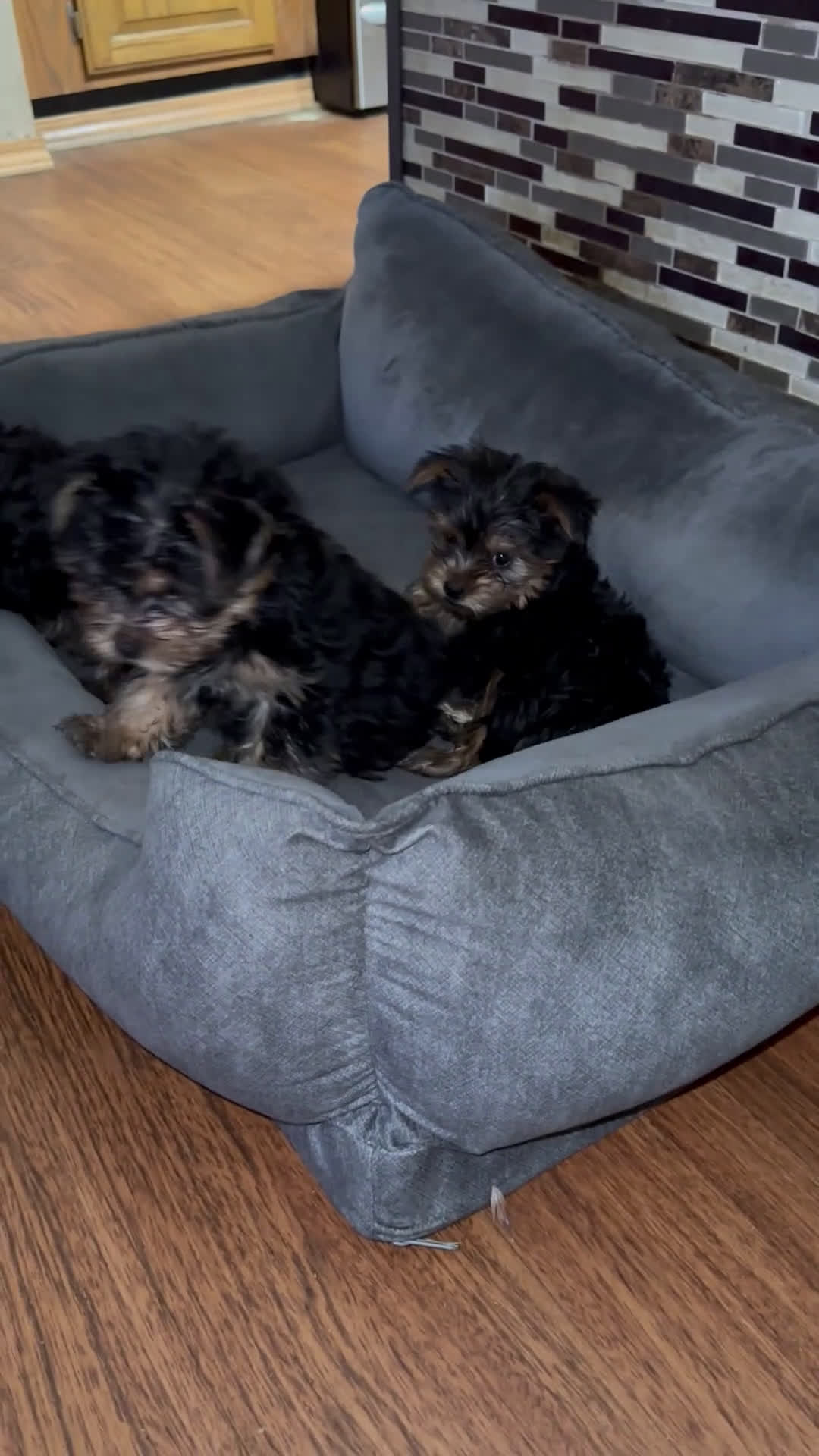 Yorkshire Terrier dogs for sale: Yorkshire Terrier Puppy 3 - Video 3