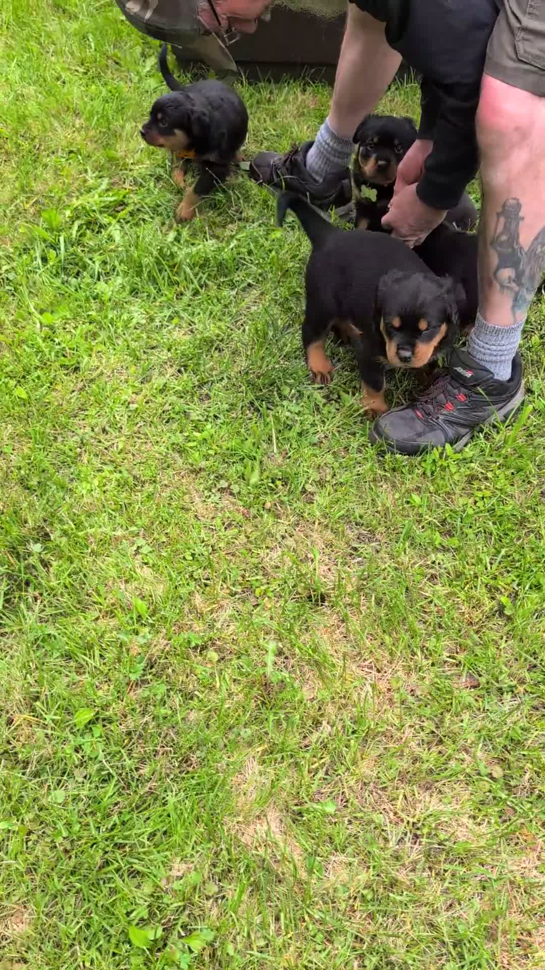 Rottweiler dogs for sale: Rottweiler Puppy 2 - Video 1